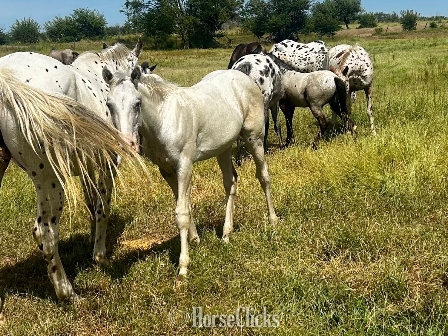 "Fewspots Colt Homozygous Lp and Patn1 " Bay Stallion Appaloosa