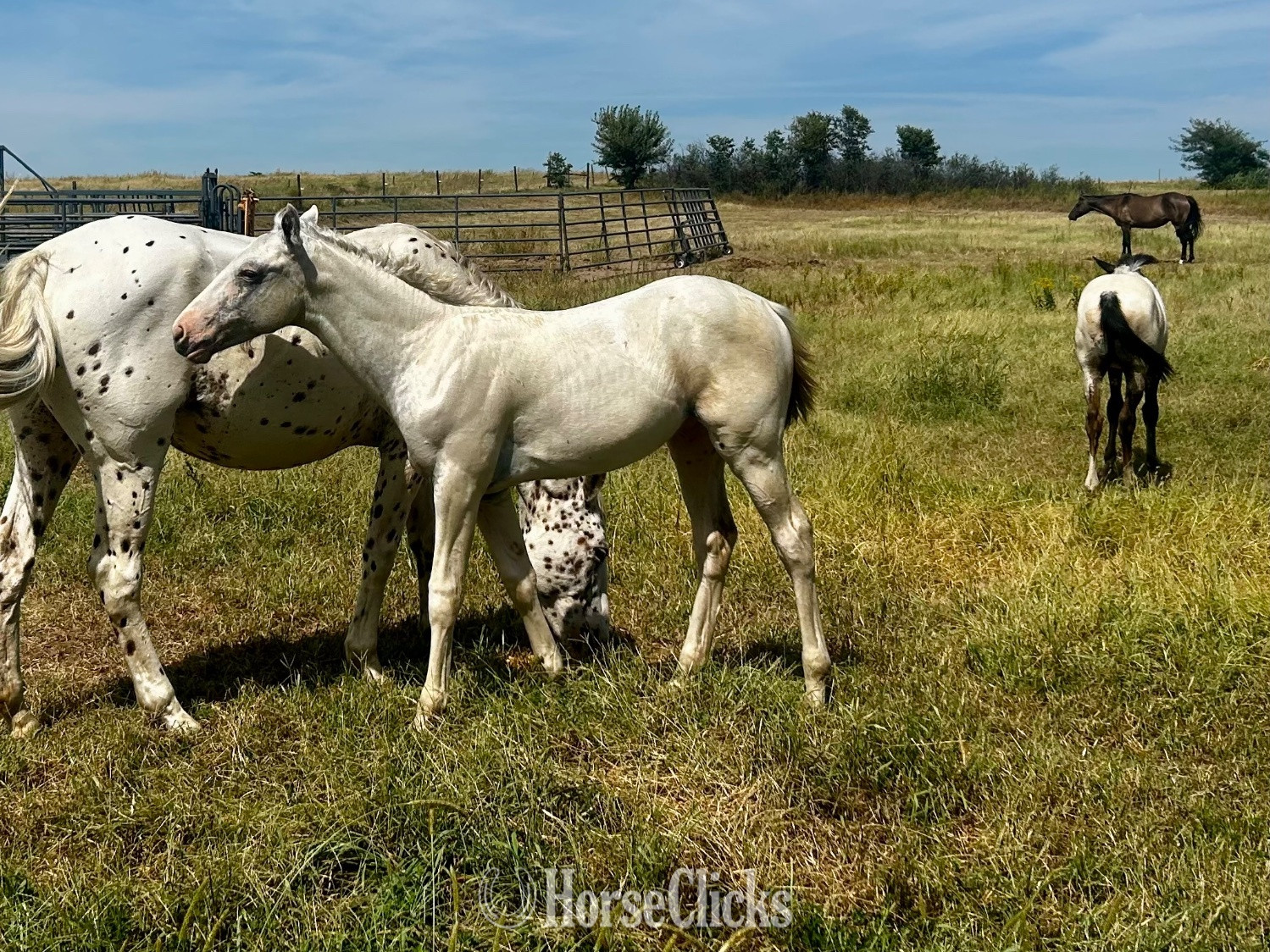Nebraska "Fewspots Colt Homozygous Lp and Patn1 " Bay Stallion Appaloosa