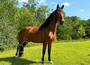 "ROMEO" Bay Gelding Kentucky Mountain