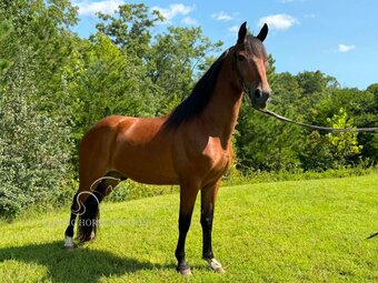 "ROMEO" Bay Gelding Kentucky Mountain