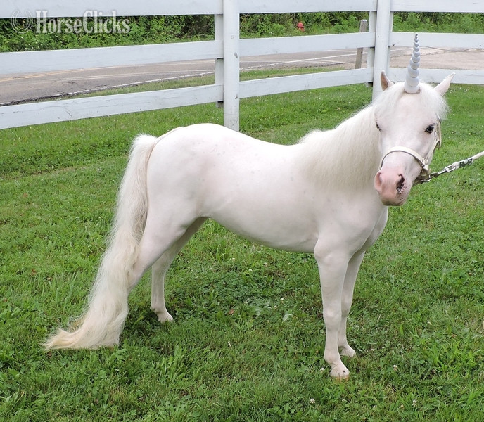 "Please call or text us at *941-548-MINI*" White Mare American Miniature