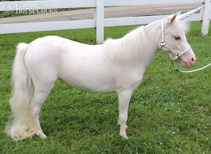Florida "Please call or text us at *941-548-MINI*" White Mare American Miniature