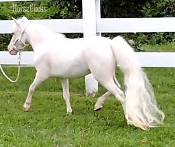 "Please call or text us at *941-548-MINI*" White Mare American Miniature - American Miniature in Florida