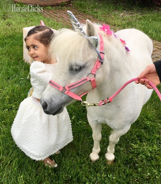 "Please call or text us at *941-548-MINI*" White Mare American Miniature - American Miniature