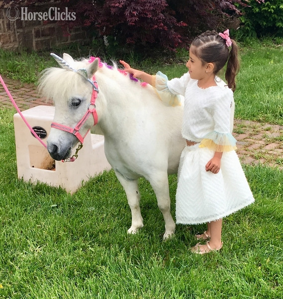 "Please call or text us at *941-548-MINI*" White Mare American Miniature Florida