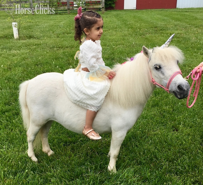 American Miniature - "Please call or text us at *941-548-MINI*" White Mare American Miniature in Florida