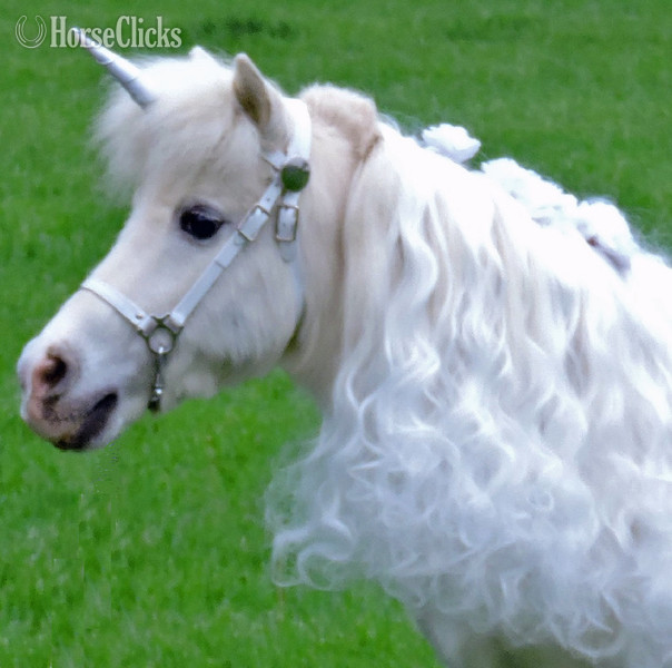 American Miniature - "Please call or text us at *941-548-MINI*" White Mare American Miniature