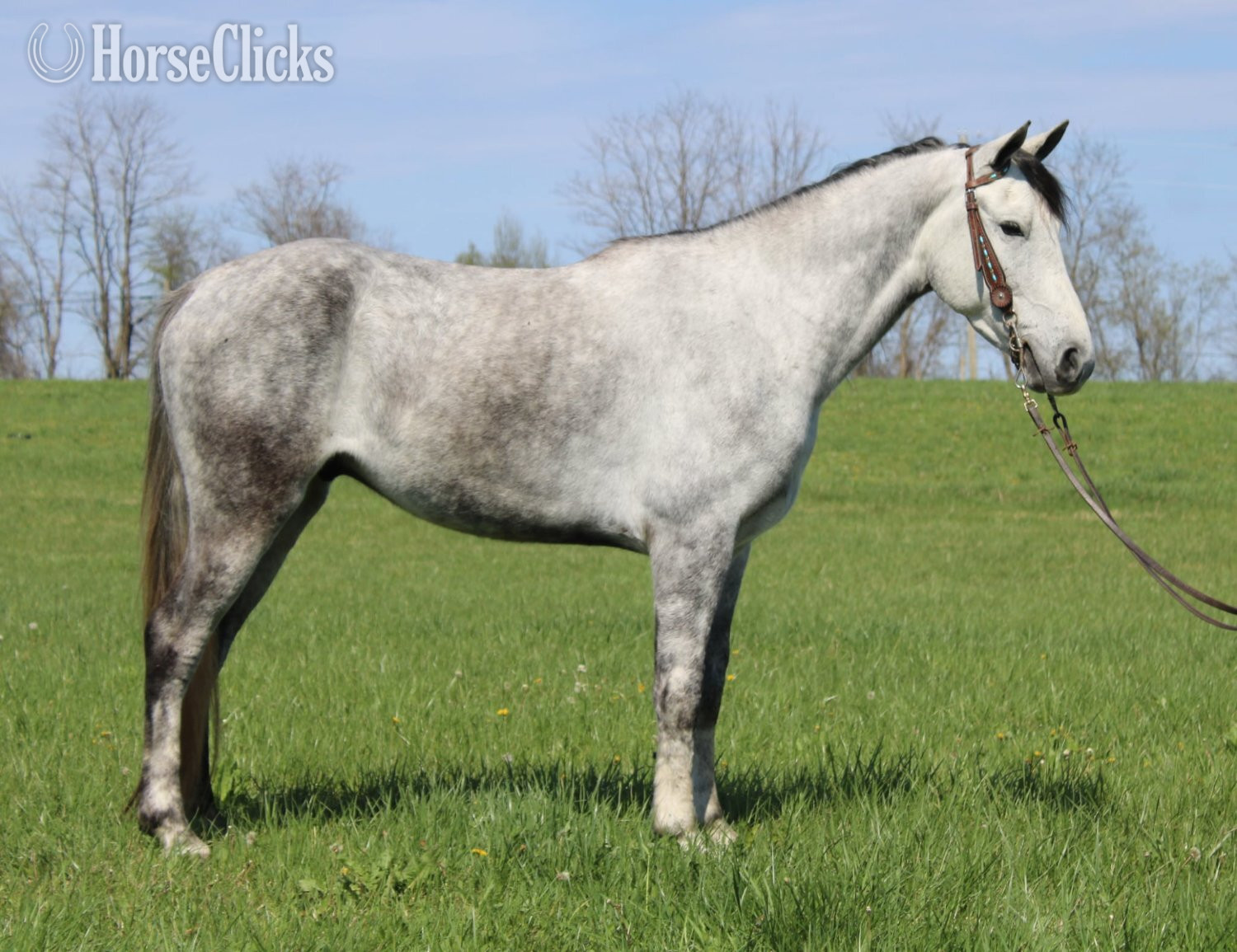 "Pistol Pete" Grey Gelding Tennessee Walker - Tennessee Walker in Kentucky