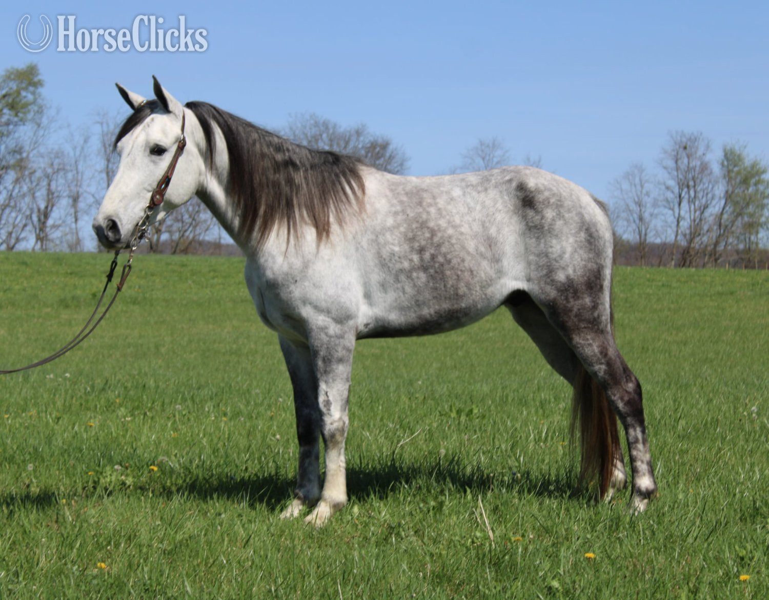 "Pistol Pete" Grey Gelding Tennessee Walker - Tennessee Walker