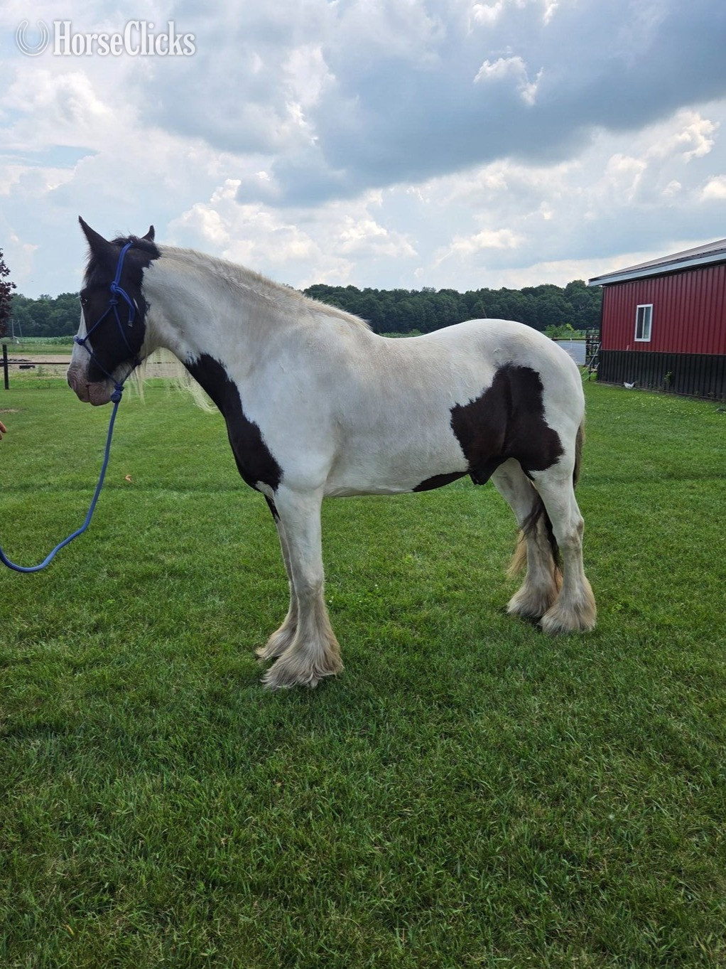 "Anakin" Tabiano Gelding Gypsy Vanner in Pennsylvania