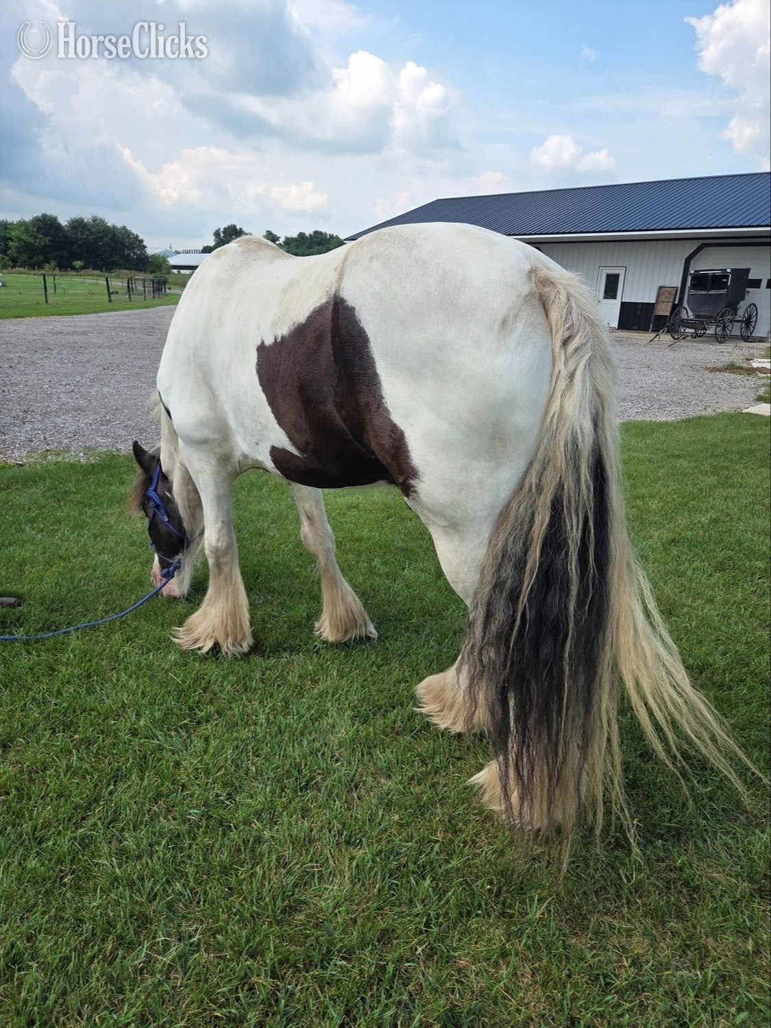 Pennsylvania "Anakin" Tabiano Gelding Gypsy Vanner