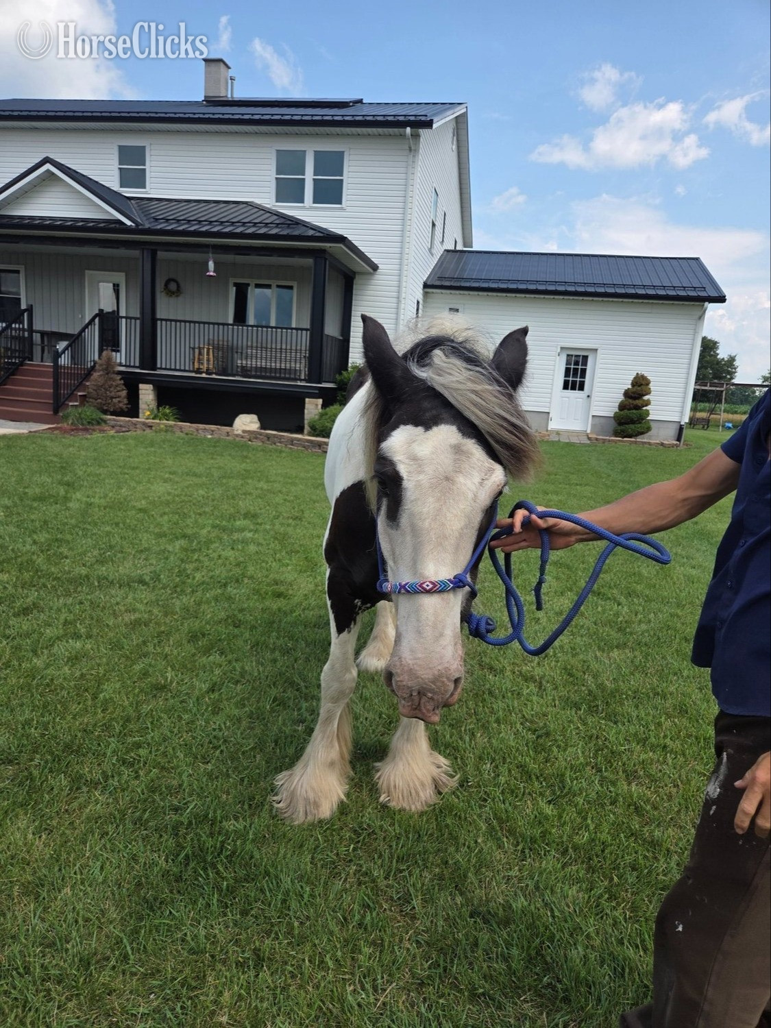 "Anakin" Tabiano Gelding Gypsy Vanner - Gypsy Vanner in Pennsylvania