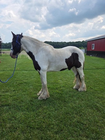 "Anakin" Tabiano Gelding Gypsy Vanner