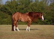 "Versace " Sorrel Gelding Quarter Horse
