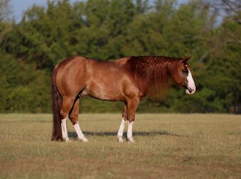 "Versace " Sorrel Gelding Quarter Horse