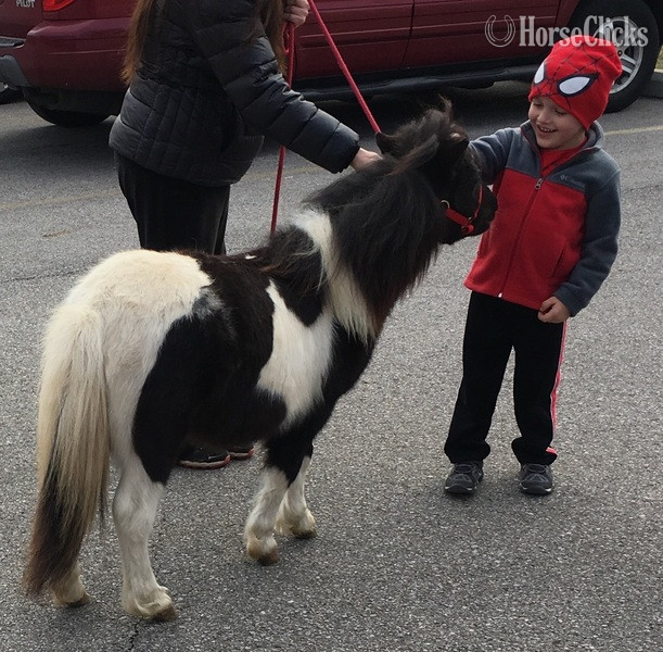"Call or text us at **941-548-MINI** " Pinto Mare American Miniature