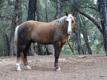 "JACK" Palomino Gelding Mustang