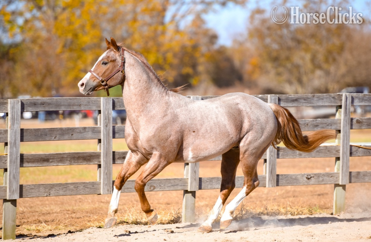 "Juan Mas Tiempo" Red Roan Stallion Paint - Paint
