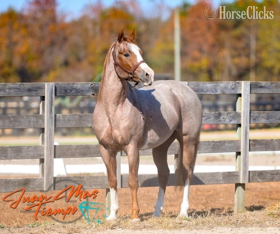 "Juan Mas Tiempo" Red Roan Stallion Paint North Carolina