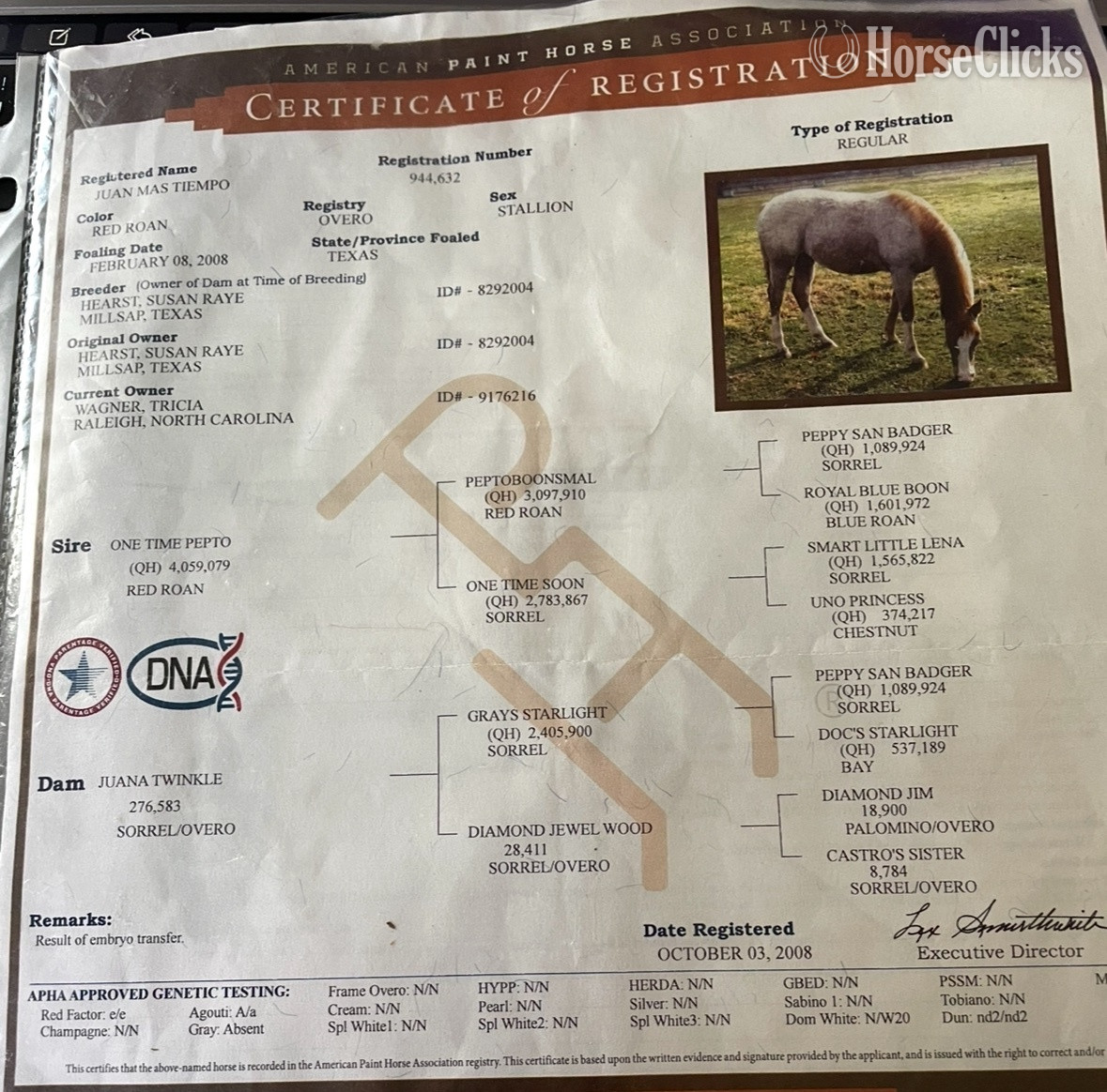 Paint - "Juan Mas Tiempo" Red Roan Stallion Paint in North Carolina