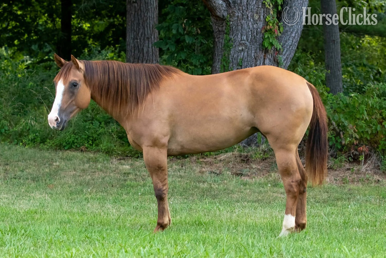 "SUGAR" Red Dun Mare Quarter Horse in Illinois