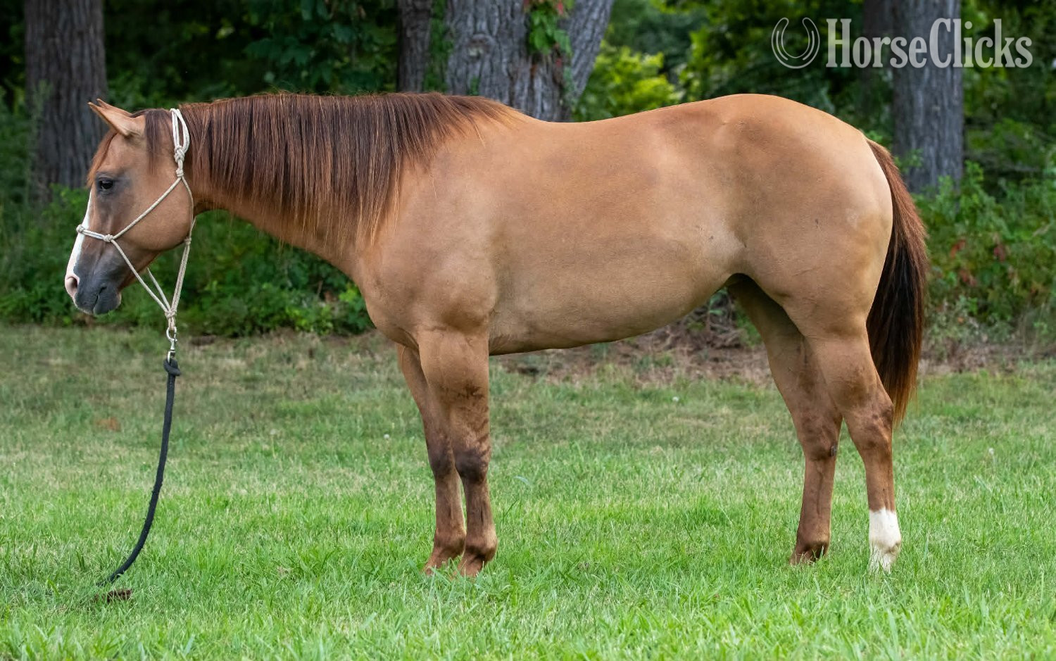 "SUGAR" Red Dun Mare Quarter Horse
