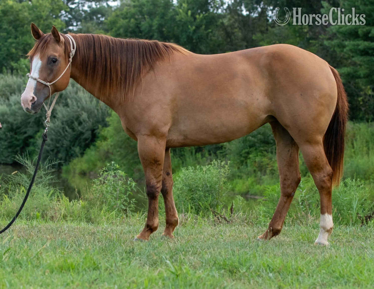 Illinois "SUGAR" Red Dun Mare Quarter Horse