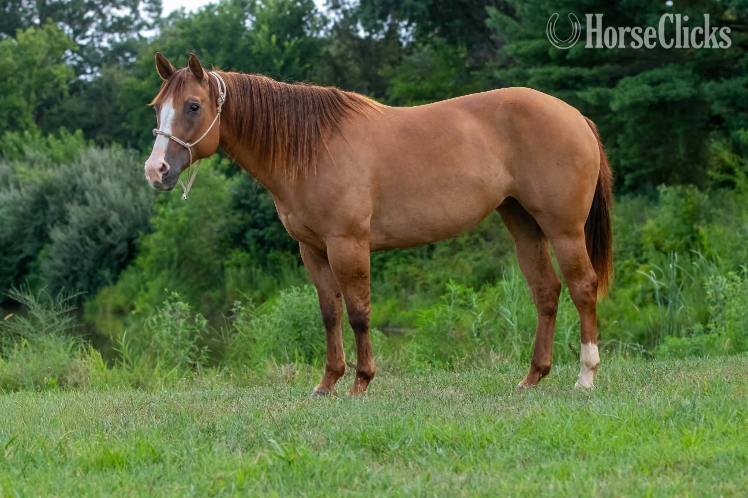 "SUGAR" Red Dun Mare Quarter Horse - Quarter Horse in Illinois