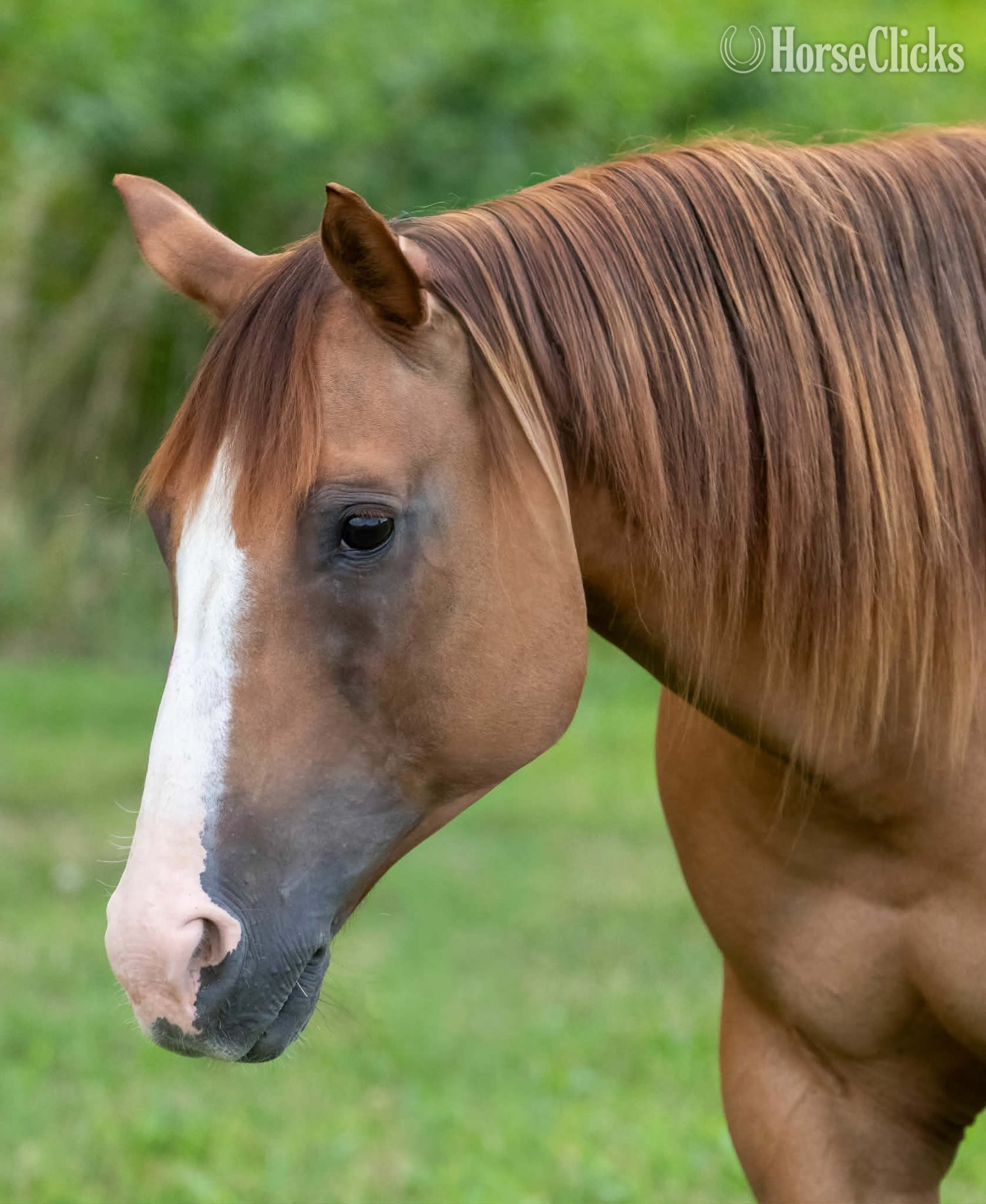 "SUGAR" Red Dun Mare Quarter Horse - Quarter Horse