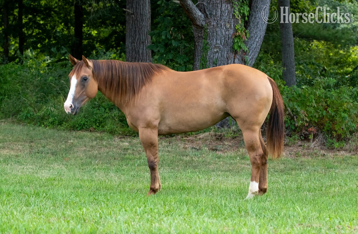 Quarter Horse - "SUGAR" Red Dun Mare Quarter Horse in Illinois