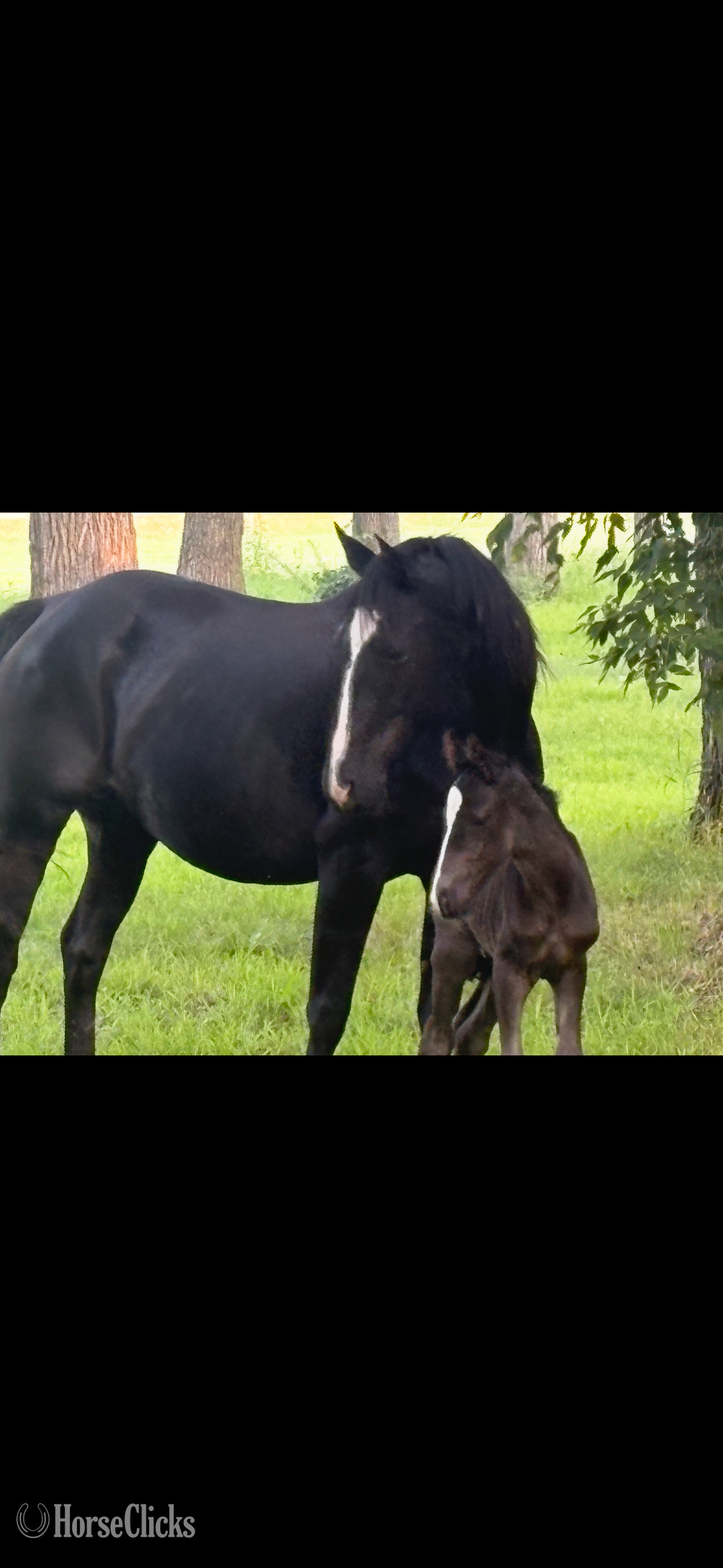 "Vivian" Black Mare Quarter Horse in Minnesota