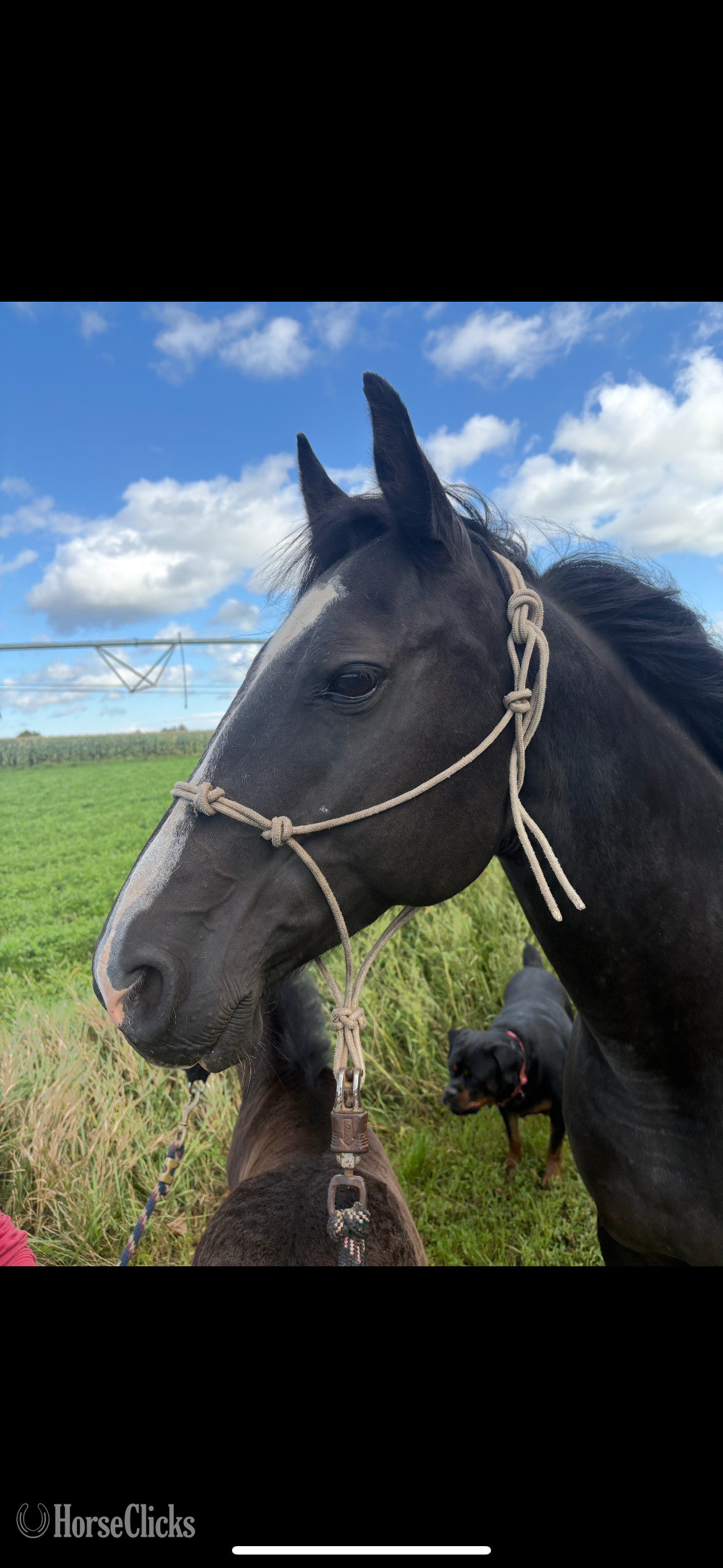 "Vivian" Black Mare Quarter Horse