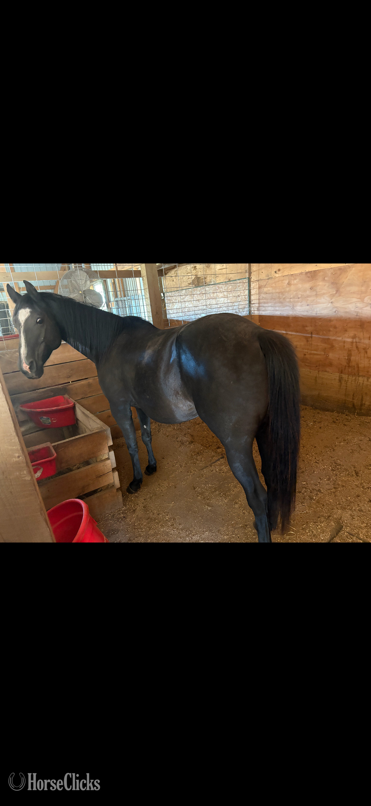 Minnesota "Vivian" Black Mare Quarter Horse