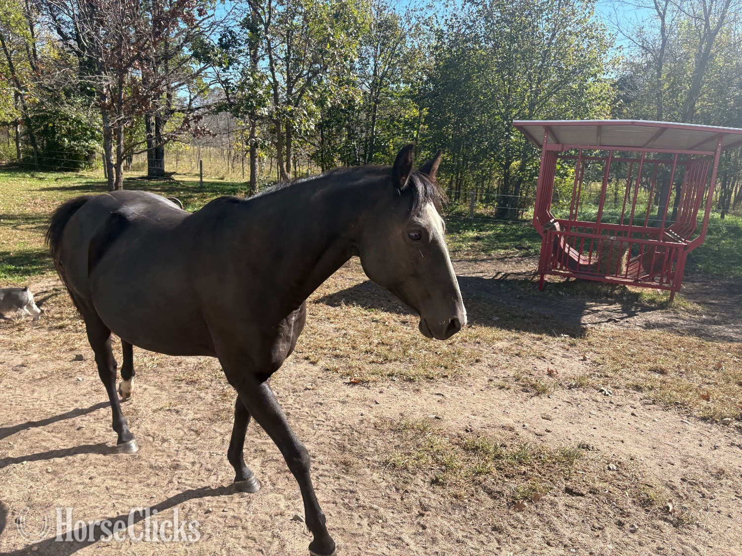"Vivian" Black Mare Quarter Horse - Quarter Horse in Minnesota