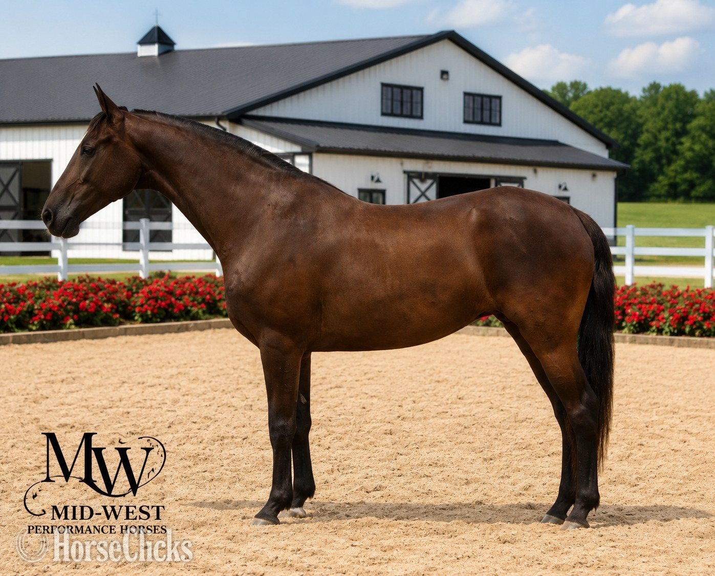 Indiana "LUCY" Black Mare Other Breed