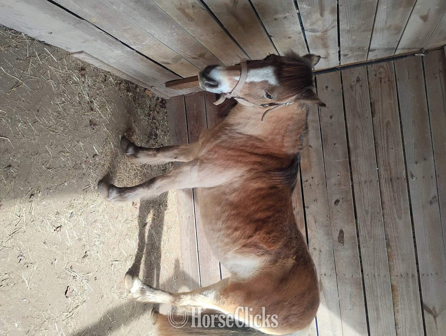 "Sunshine " Tri-Color Mare Shetland Pony in West Virginia