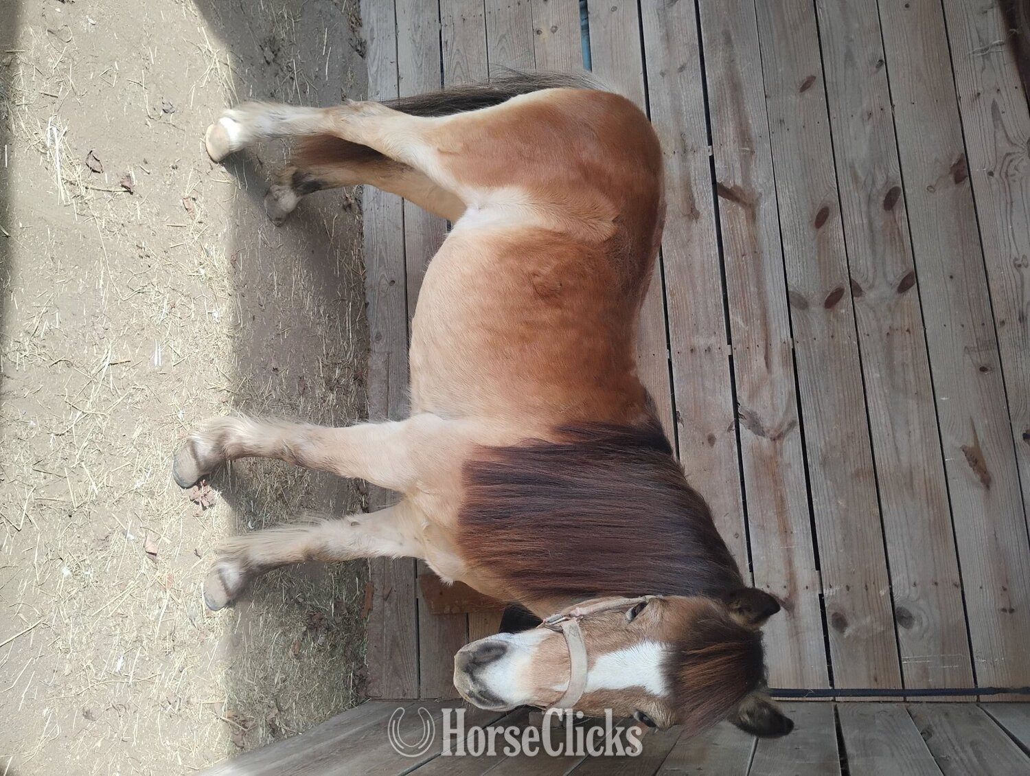 "Sunshine " Tri-Color Mare Shetland Pony