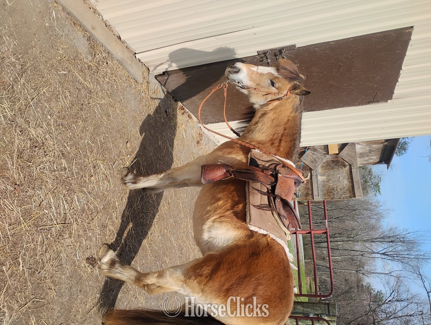 West Virginia "Sunshine " Tri-Color Mare Shetland Pony
