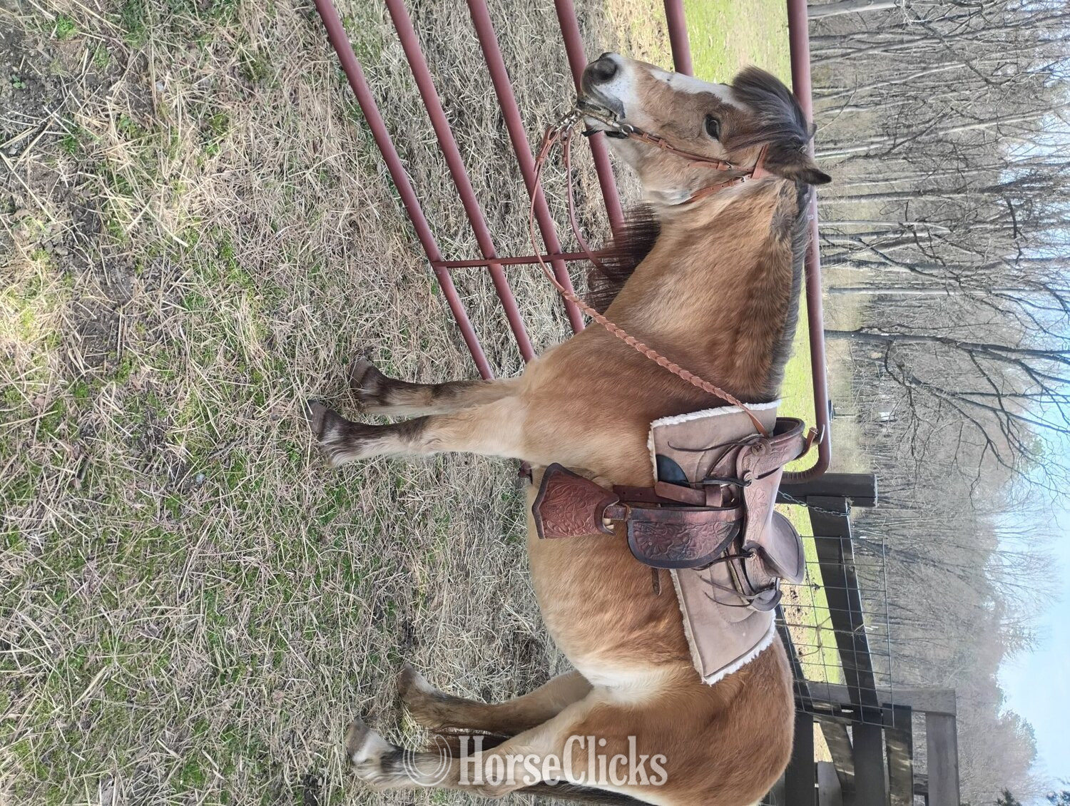 "Sunshine " Tri-Color Mare Shetland Pony - Shetland Pony