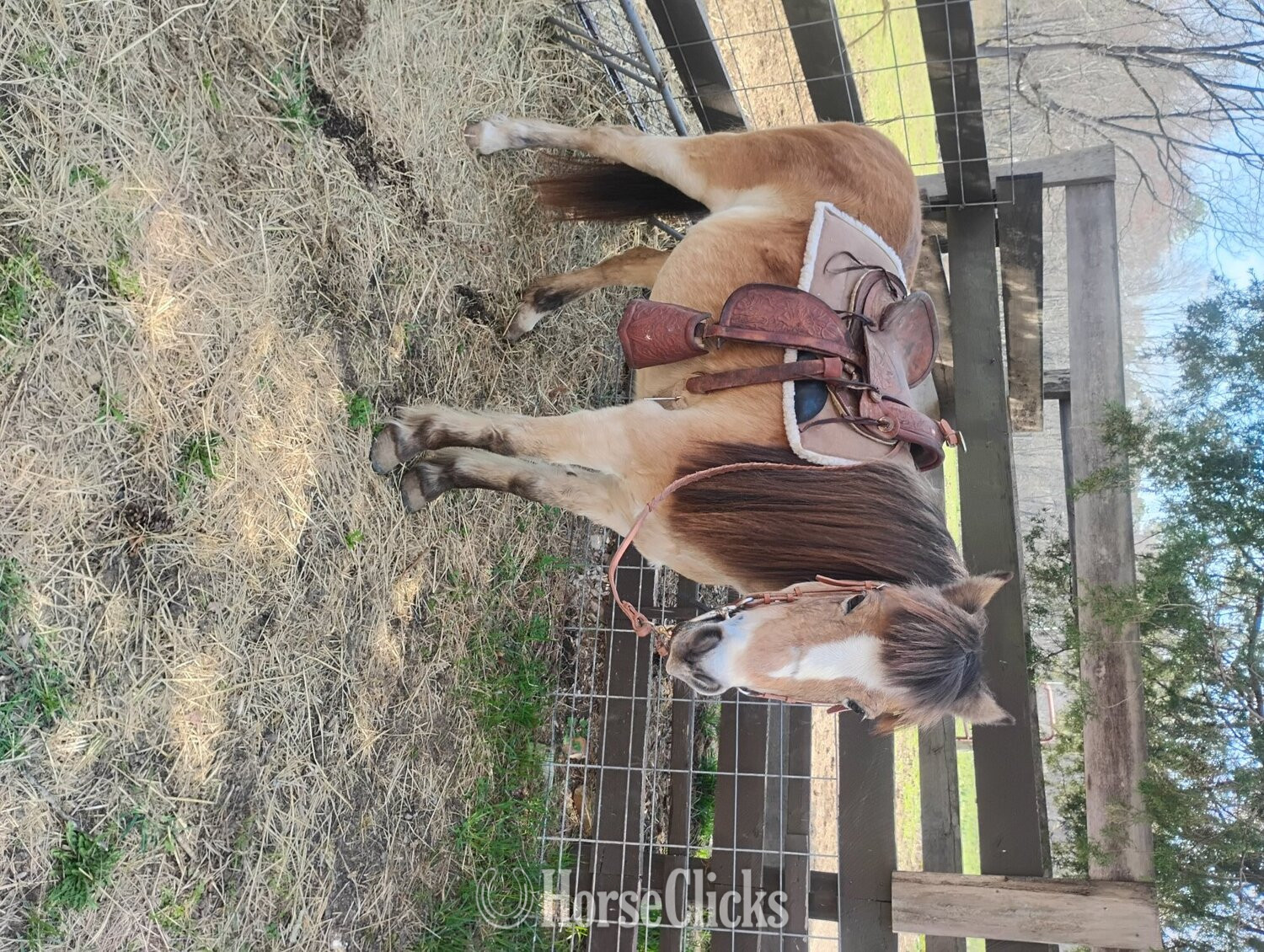 "Sunshine " Tri-Color Mare Shetland Pony West Virginia