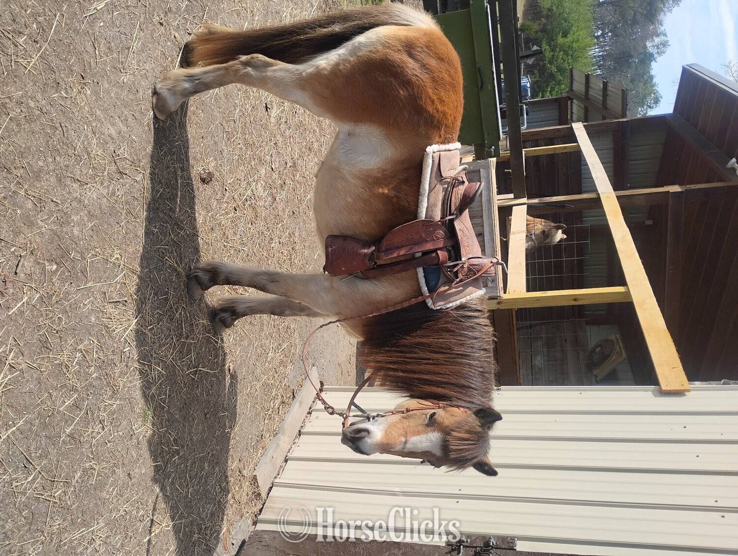 Shetland Pony - "Sunshine " Tri-Color Mare Shetland Pony in West Virginia