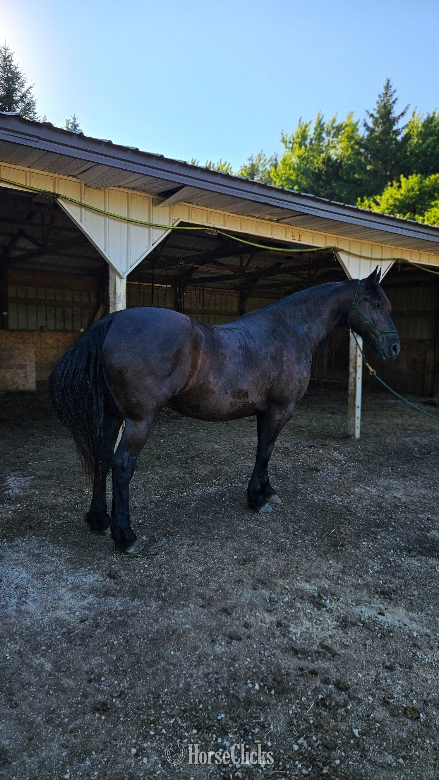 "Samson" Black Gelding Friesian in Minnesota