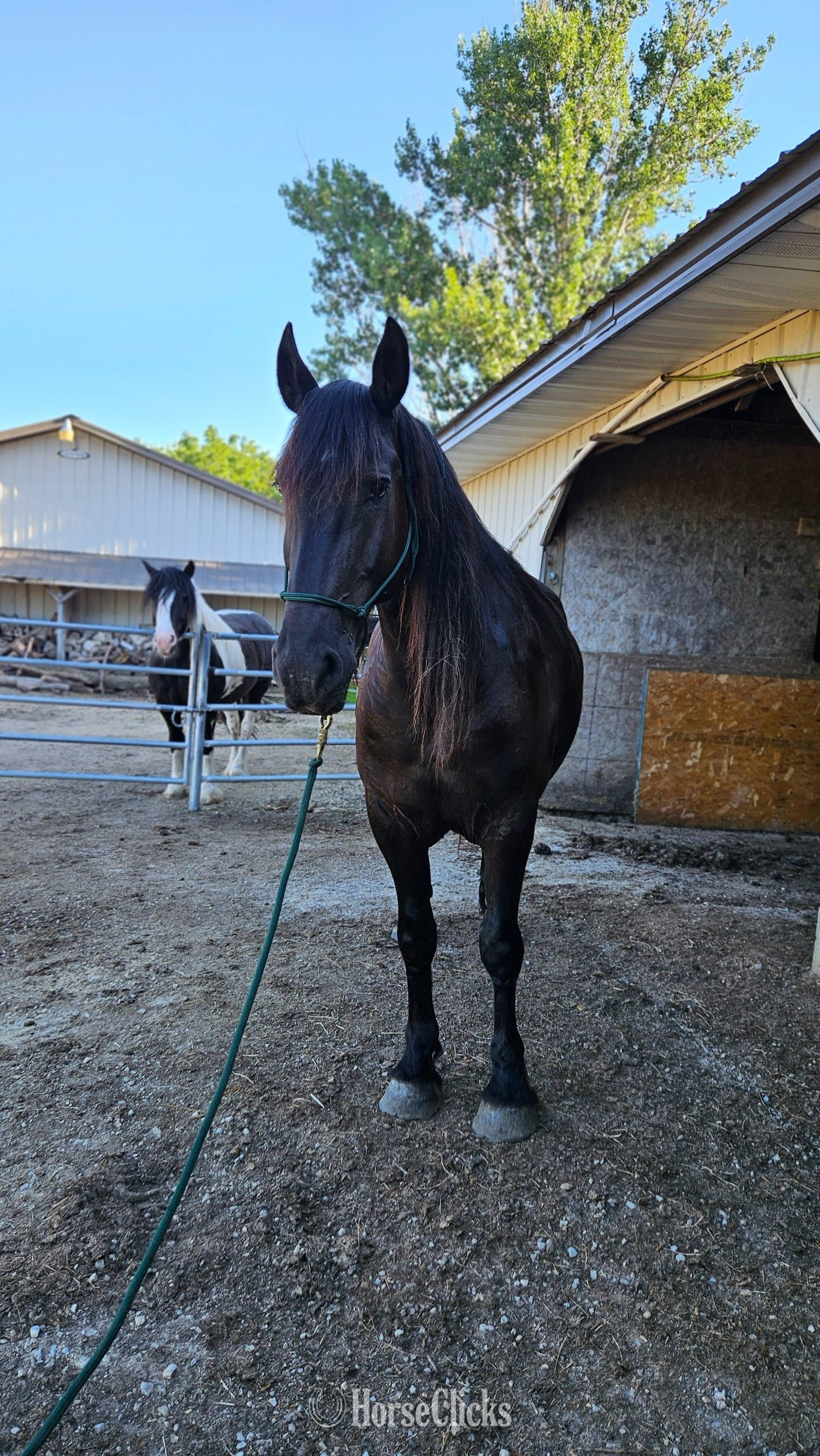"Samson" Black Gelding Friesian