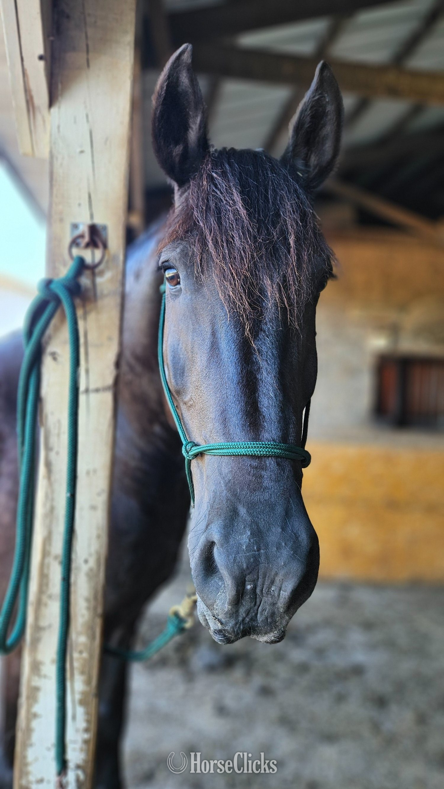 Minnesota "Samson" Black Gelding Friesian