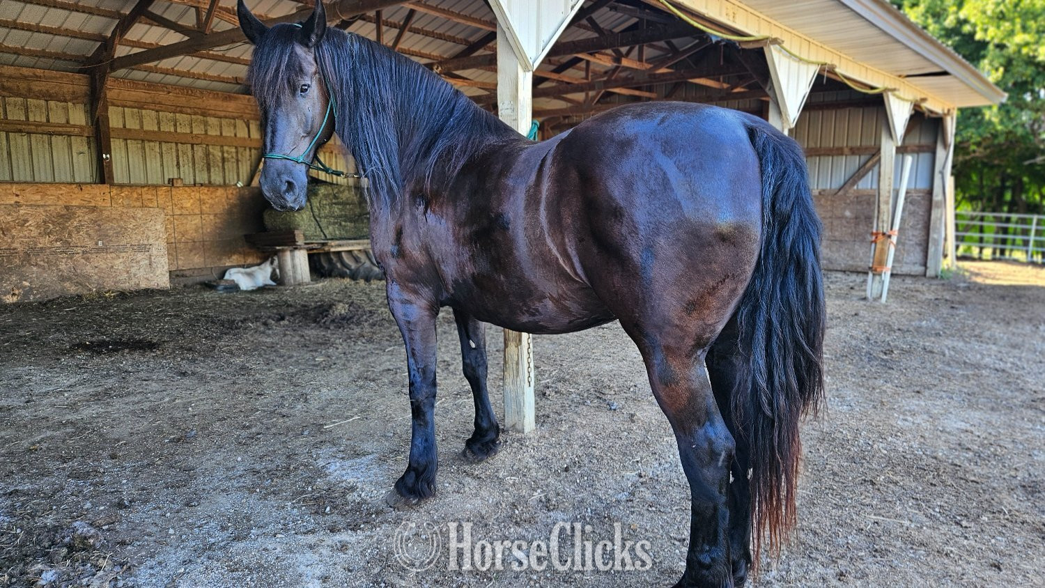 "Samson" Black Gelding Friesian - Friesian in Minnesota
