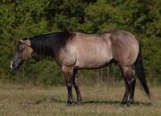 "Sid The Kid" Grullo Gelding Quarter Horse
