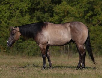 "Sid The Kid" Grullo Gelding Quarter Horse