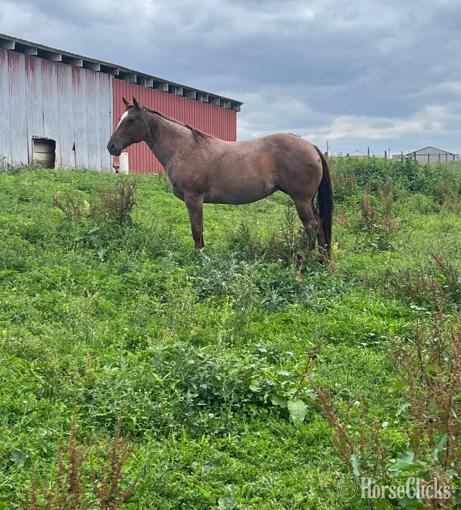 "Keena" Red Roan Mare Quarter Horse in Pennsylvania