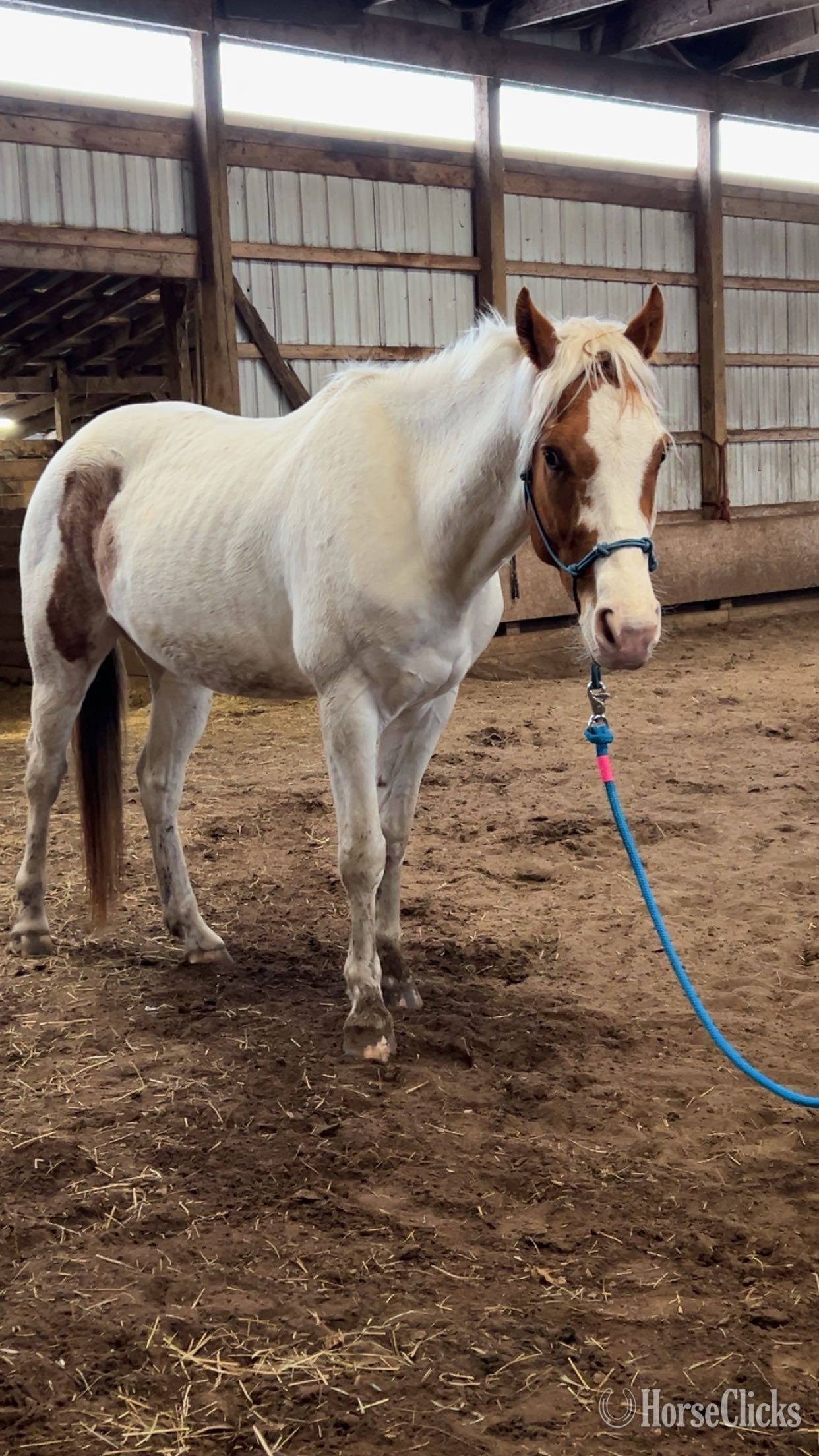 "Cowboy" Tabiano Gelding Paint in Michigan