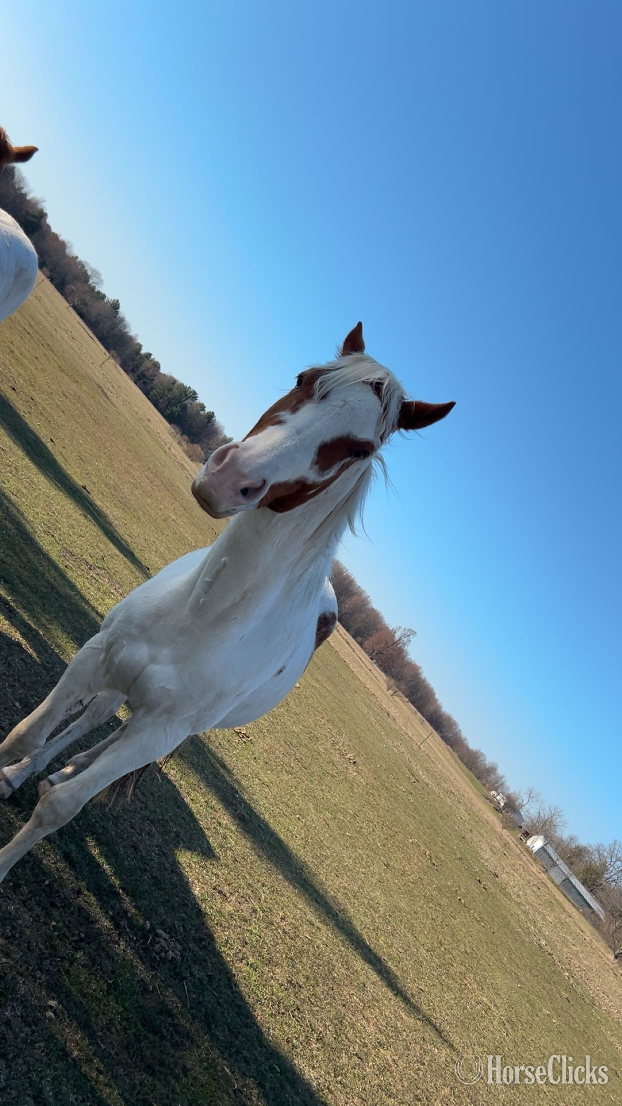 "Cowboy" Tabiano Gelding Paint